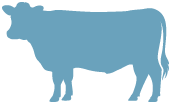 icons stud stock